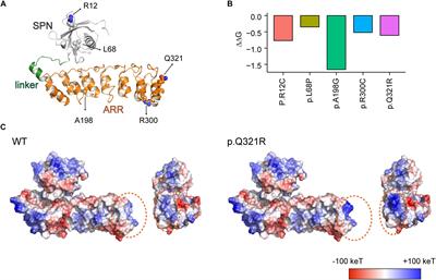 Shank3 Mice Carrying the Human Q321R Mutation Display Enhanced Self-Grooming, Abnormal Electroencephalogram Patterns, and Suppressed Neuronal Excitability and Seizure Susceptibility